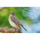 Длиннофокусный объектив Sony SEL200600G 200-600 mm f/5.6-6.3 G OSS
