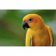Длиннофокусный объектив Sony SEL200600G 200-600 mm f/5.6-6.3 G OSS