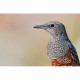 Длиннофокусный объектив Sony SEL200600G 200-600 mm f/5.6-6.3 G OSS